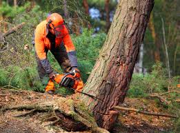 Best Lawn Pest Prevention  in De Motte, IN