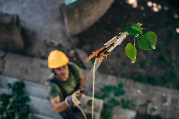 Best Tree Trimming and Pruning  in De Motte, IN