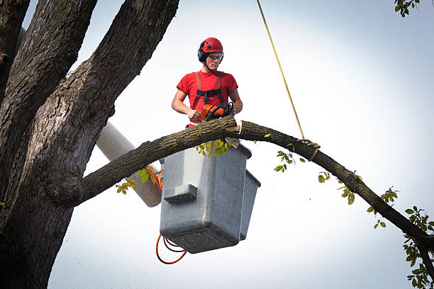 Best Root Management and Removal  in De Motte, IN