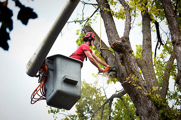 Best Tree Trimming and Pruning  in De Motte, IN